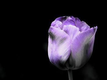 Close-up of purple flower against black background