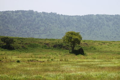 plant