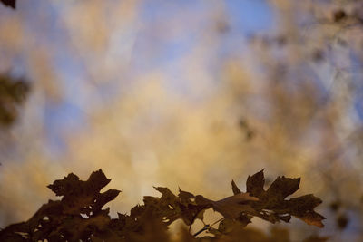 Close-up of maple leaf against sky