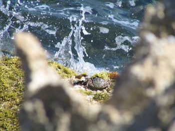 Close-up of rock in sea