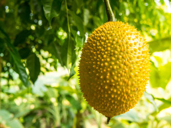 Low angle view of fruit on plant