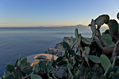 Prickly pear cactus growing on field against sea