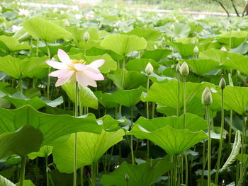 Close-up of flowers blooming outdoors