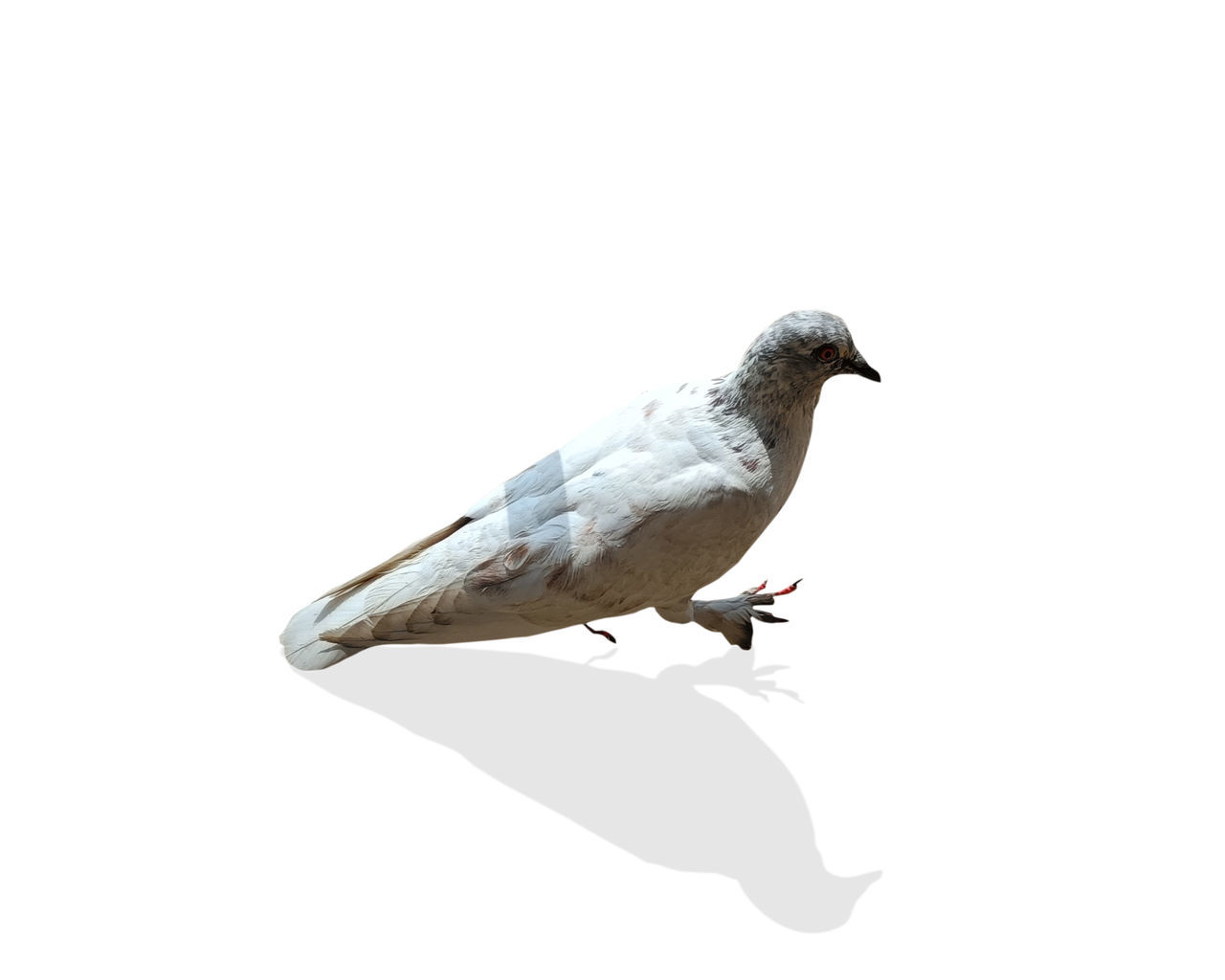 animal themes, animal, bird, animal wildlife, wildlife, one animal, white background, perching, stock dove, copy space, dove - bird, cut out, no people, nature, pigeons and doves, full length, side view, white, wing, outdoors