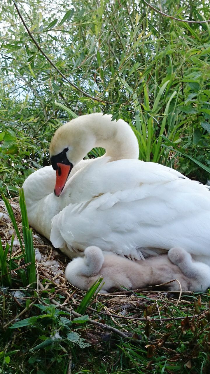 bird, animal themes, white color, animals in the wild, wildlife, one animal, swan, grass, tree, nature, beak, field, white, outdoors, perching, day, two animals, no people, plant, side view