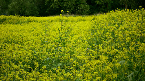 Scenic view of oilseed rape field