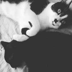 Close-up of cat resting on floor