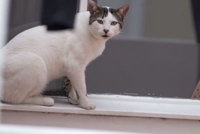 Portrait of a cat on window sill