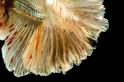 Close-up of jellyfish against black background