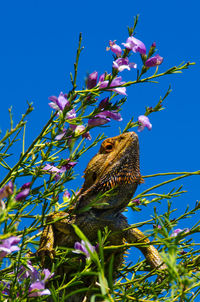 Low angle view of bird perching on tree against blue sky