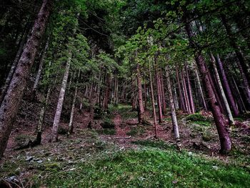 Trees growing in forest