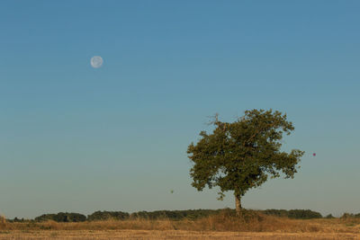 Tree on field against clear blue sky