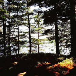 Trees growing at sunset