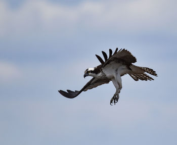 Low angle view of eagle flying in sky