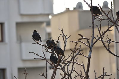 Low angle view of birds perching on bare tree