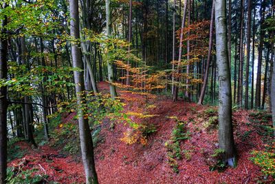 View of trees in forest