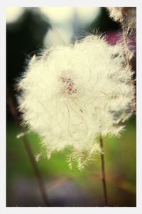 Close-up of dandelion flower