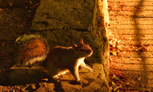 Close-up of squirrel on tree trunk