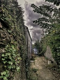 Ivy growing on building against sky