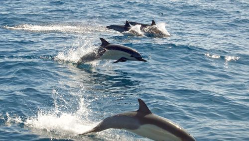 View of jumping in sea