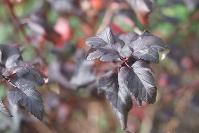 Close-up of flowering plant