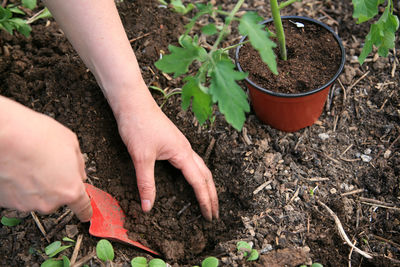 High angle view of hand holding flower pot