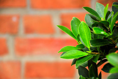 Close-up of plant against wall