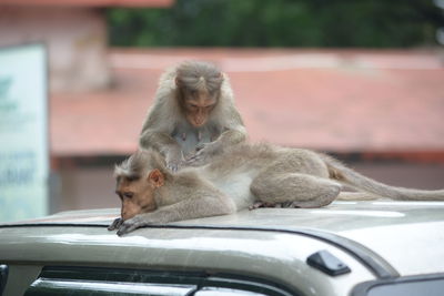 Two cats on car
