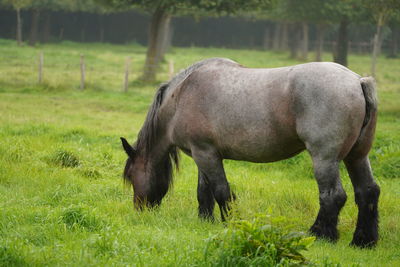 Horse grazing in field