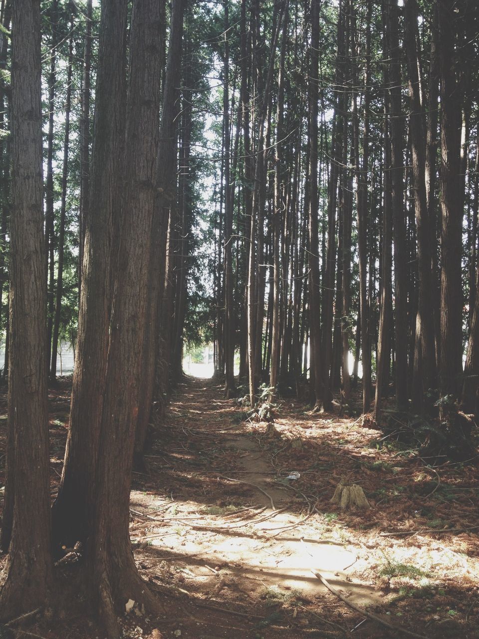 tree, tree trunk, forest, woodland, tranquility, tranquil scene, nature, growth, beauty in nature, scenics, sunlight, non-urban scene, branch, landscape, day, outdoors, shadow, no people, the way forward, idyllic