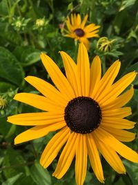 Close-up of yellow flower