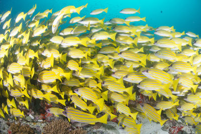 School of blue banded snapper ,wide angle