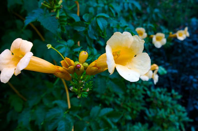 Close-up of yellow flowers