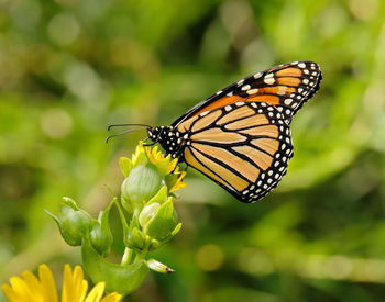 Close-up of butterfly pollinating on flower