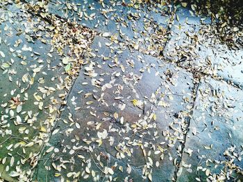 Reflection of trees in puddle