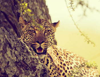 Portrait of cat on tree