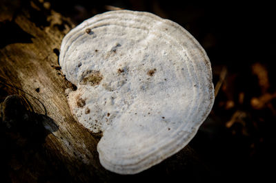 Close-up of wood