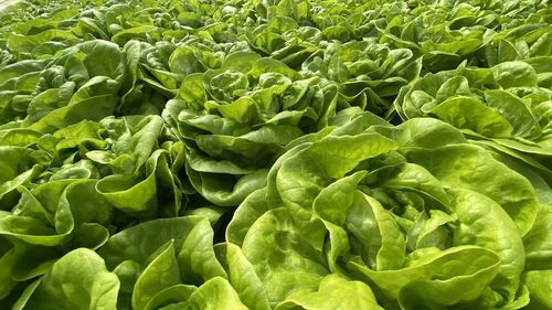 Full frame shot of fresh green leaves