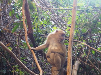 Monkey on tree in forest