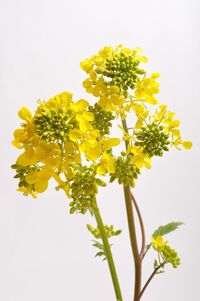 Close-up of yellow flowering plant against white background