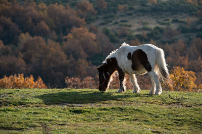 View of horse grazing on field