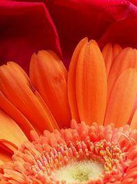 Full frame shot of orange flower