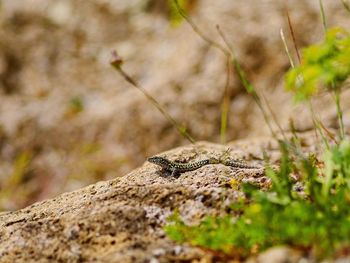 Lizard on rock