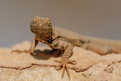 Lizard over a rock on the desert of chile 