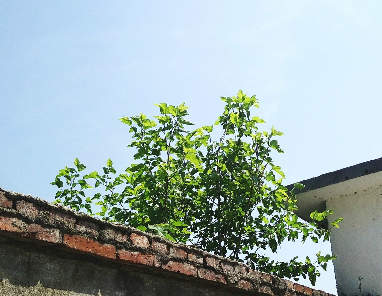 LOW ANGLE VIEW OF TREES AGAINST SKY