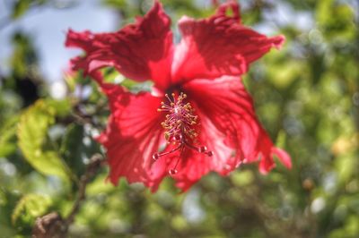 Close-up of red flowering plant