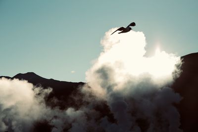 Low angle view of bird flying in sky