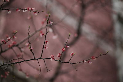 Close-up of flowers on branch