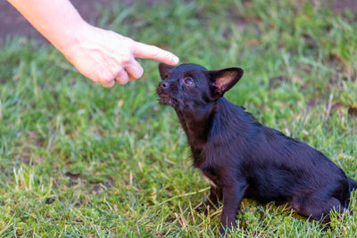 Portrait of dog on field