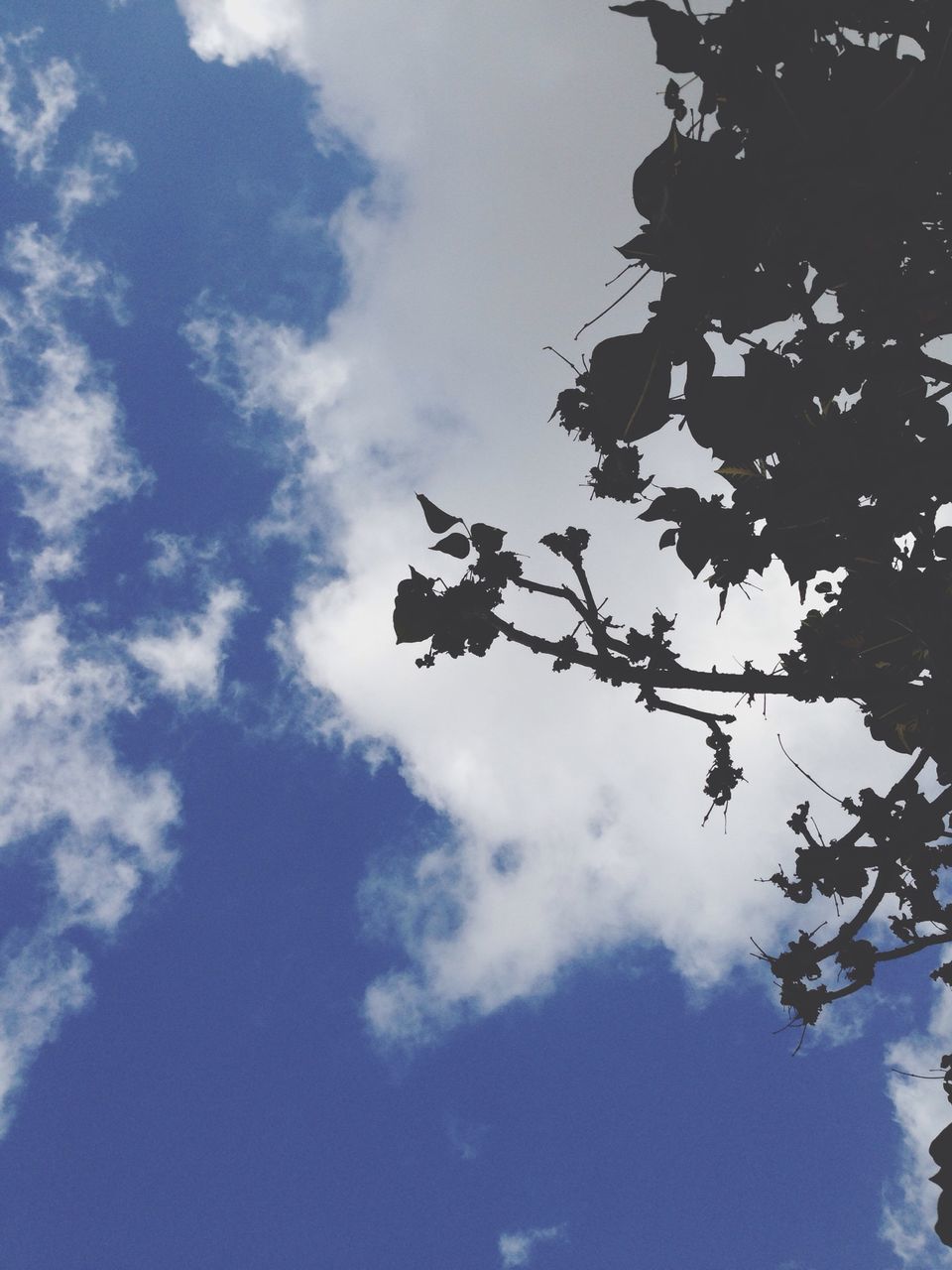 low angle view, sky, cloud - sky, nature, beauty in nature, tree, blue, tranquility, branch, cloudy, cloud, growth, scenics, day, outdoors, no people, tranquil scene, high section, leaf, idyllic